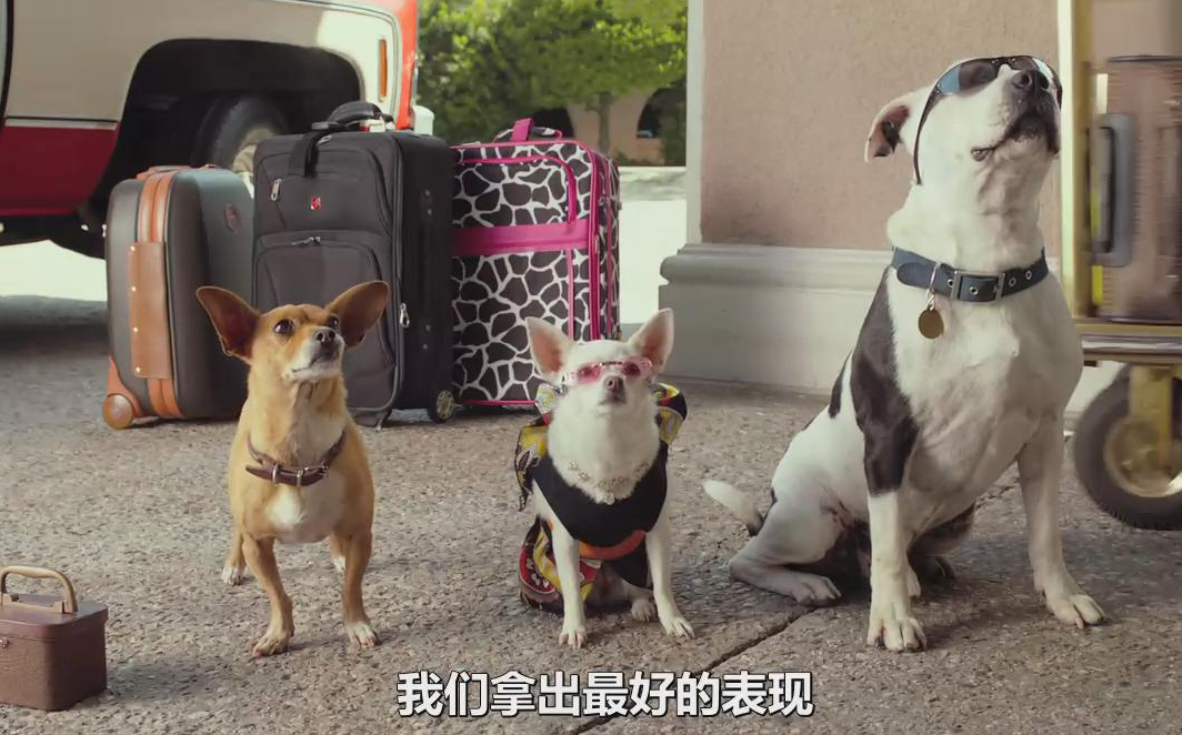 就是要打扮我的狗！又美又拽的女王范儿，主人的口袋已掏空