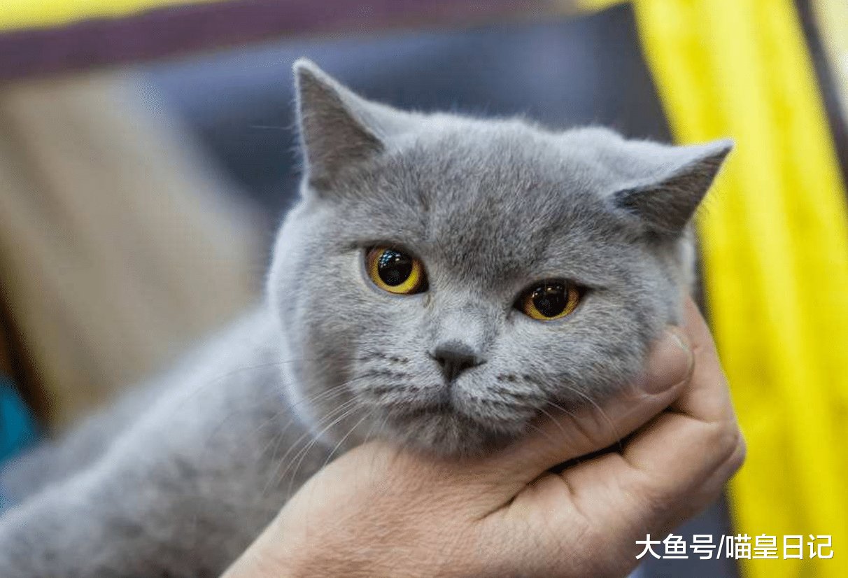 喵星人爱一个人会有什么表现? 网友: 以下四点我家猫都满足!