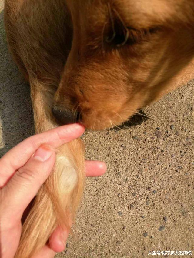 為什么不能隨便拉扯狗狗的尾巴，5個嚴重后果，可能會導致癱瘓！