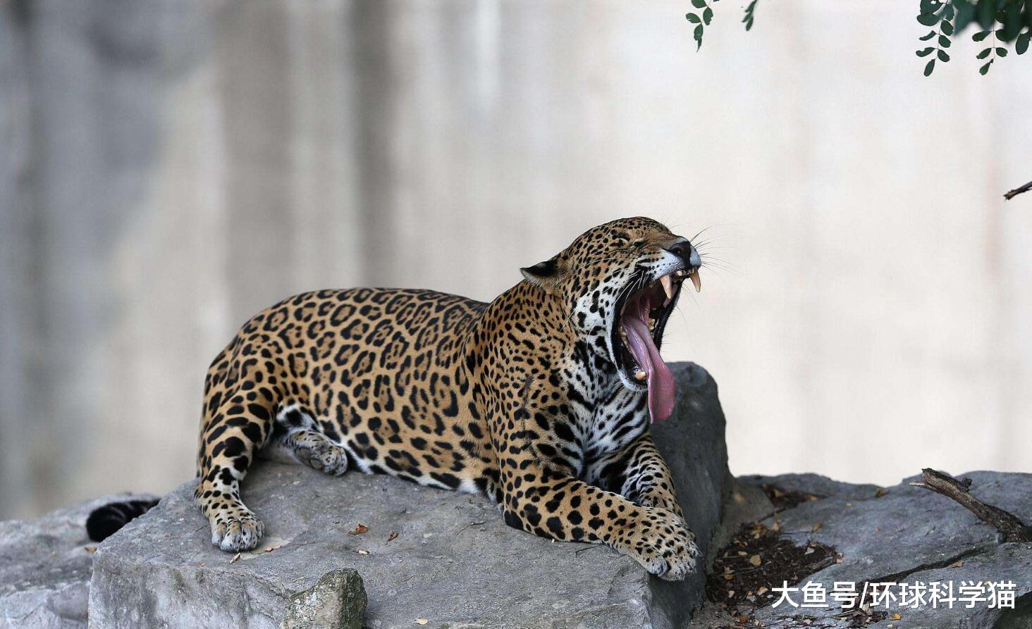 巨蟒能“勒死”老虎？但被美洲豹给咬死了，骨头碎裂声音可以听到