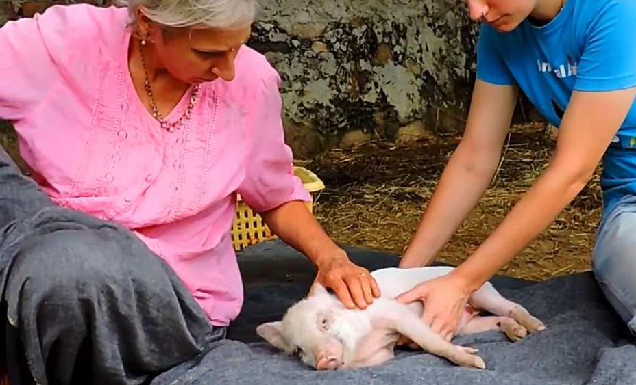 它因后腿骨折無法行走，救助人員想方設法在救它，它也一直在努力