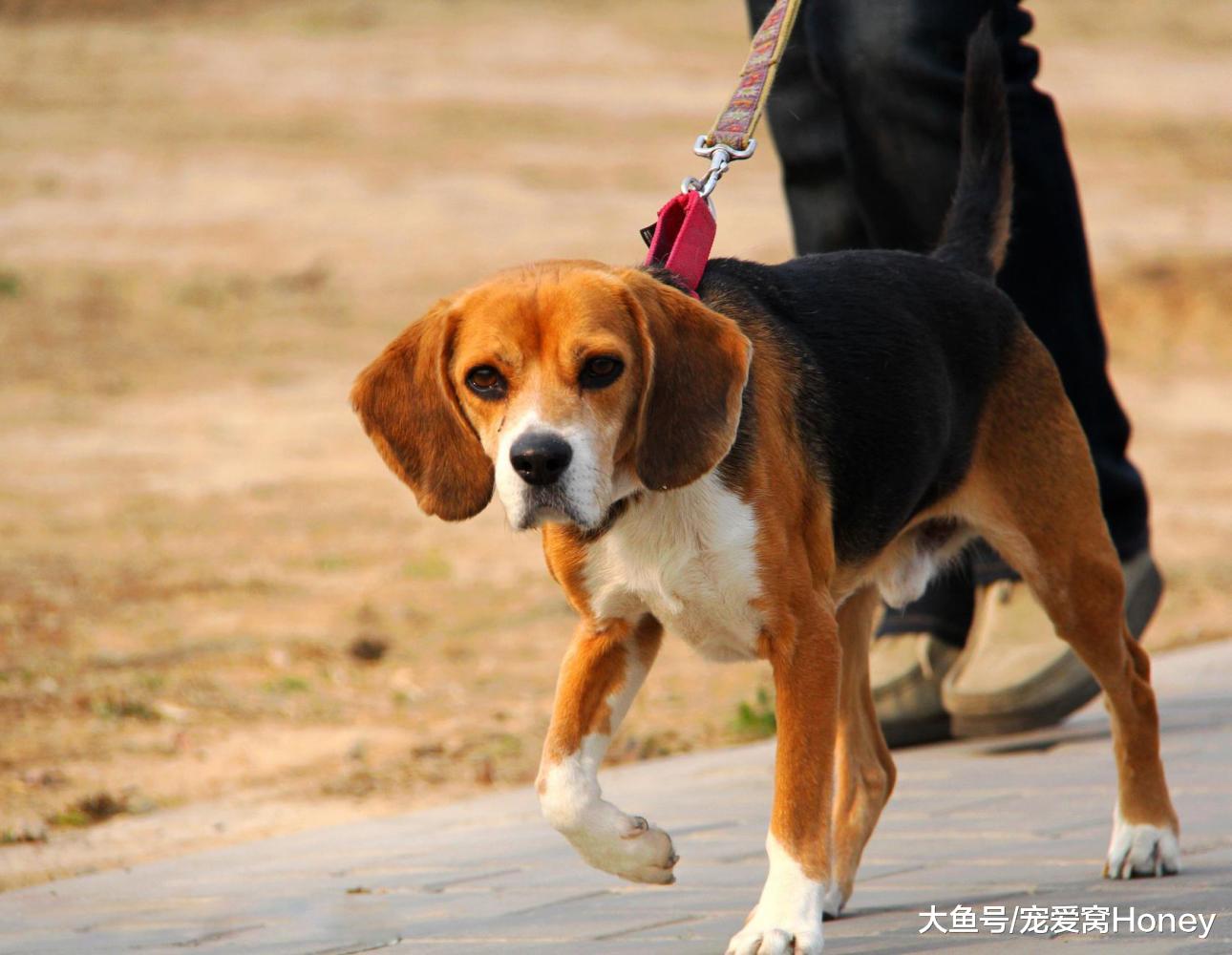 這種狗狗很多人看到了一眼就喜歡，咋很少人養？因為這3個缺點