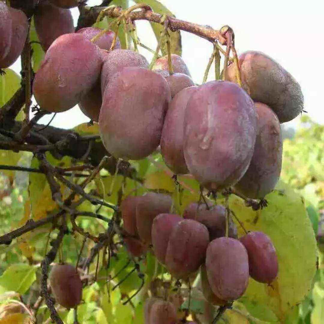 袁隆平都自愧不如！我国又一新型农产品，插土就活，来年收入50万