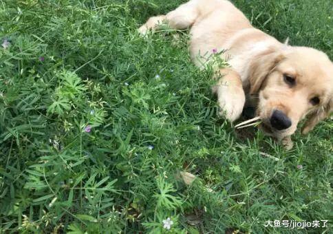 狗狗出门总爱吃草? 别担心, 这恰好说明它们超聪明!