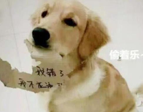 金毛把女主人的手机咬坏了, 委屈的叼着检讨书, 太萌了