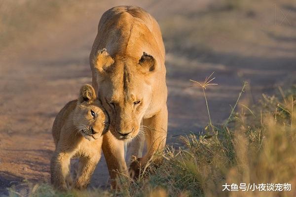 什么動物可以殺死獅子，野生非洲獅有多厲害你知道嗎？