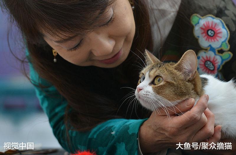 猫咪嘴巴臭是咋回事，解决这四点问题，轻松应对，分享给家人吧