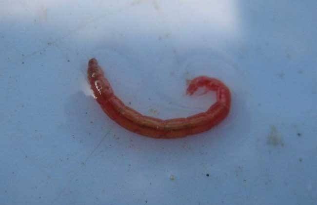 趁别人不注意挂鱼钩上，黑坑用红虫最好使，老钓手最明白