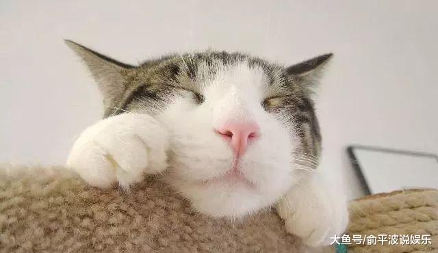 大学生活突击查寝，众多的奇葩宠物，最后一个简直是“人才”