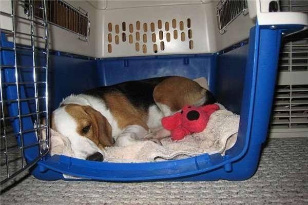 狗狗回笼睡觉关笼子有好处，学会4项主要训练是必不可少的。