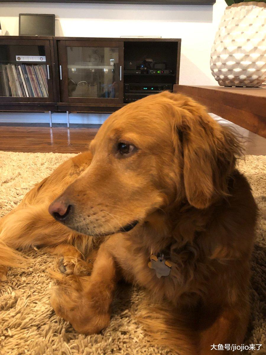 妻子孩子都睡着，金毛狗狗却不停吠叫，他出去一看惊呆