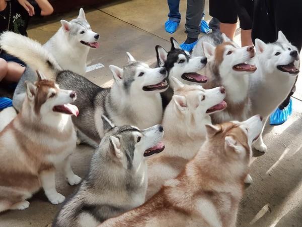 泰國出現網紅“狗咖啡”，以哈士奇為主題，店內20只二哈隨便摸