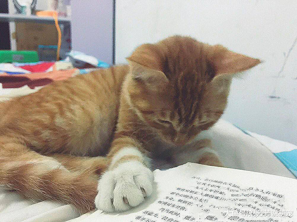 作为铲屎官，要注意猫咪的这五种行为，很可能它是在憎恨你