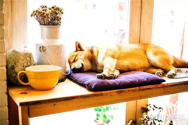 剪毛并不存在美毛功效，主人为提高爱宠毛发质量，还需从三点出发