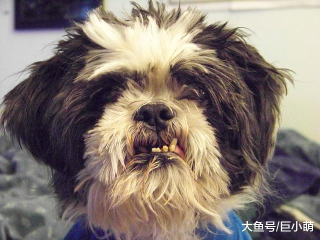 狗狗除了刷牙，还得洗牙！狗狗还得足够年龄才能洗牙