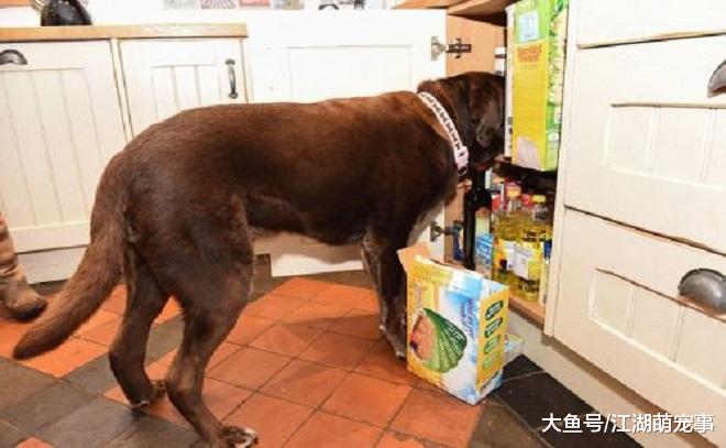 养狗以后变成了话痨，经常说下面这几句话