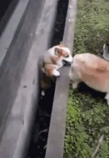 你以为小短腿的生活很幸福，整天卖萌，但其实它们的狗生很艰难！