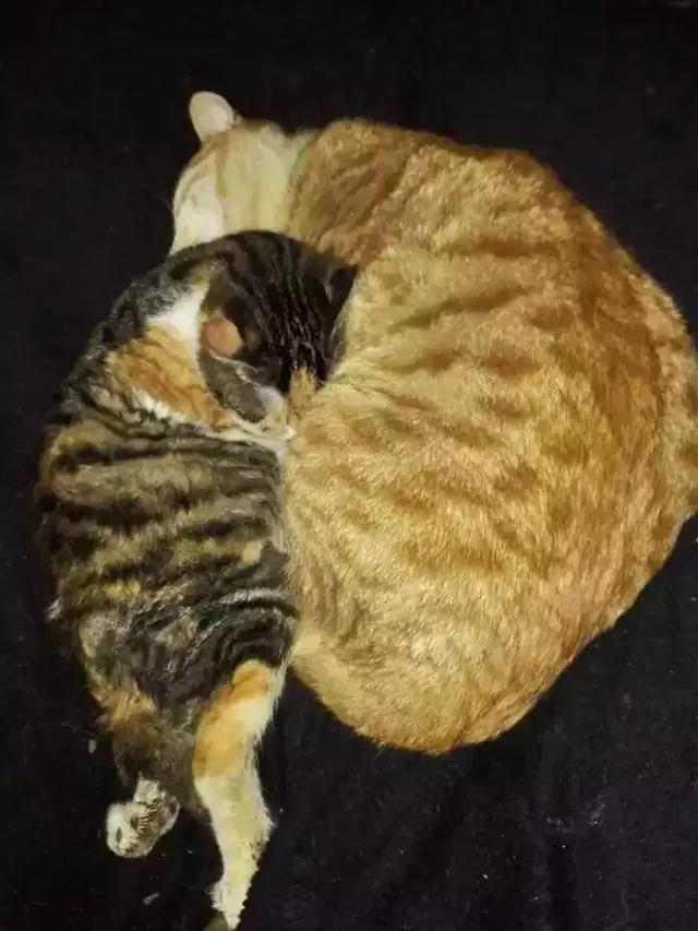 流浪猫为了不再被抛弃，努力表现讨好主人，看完泪目