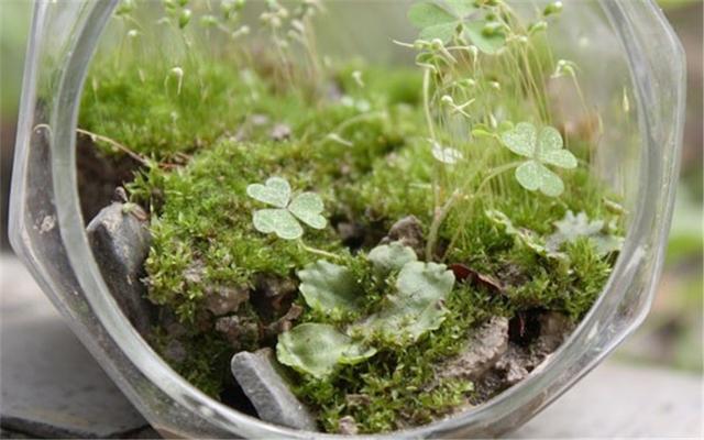 清新雅致的盆景青苔，多是人工种植，非常简单的方法