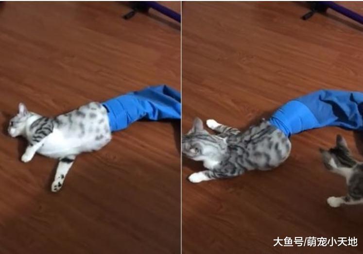 肥美喵狂钻袖口肚子被卡住, 秒变美人鱼哀嚎: 救救我