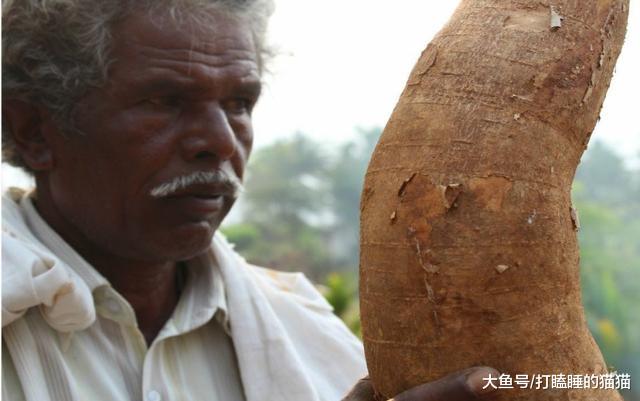 ＂巴西的有毒植物，移民到中国来，却成了抢手货＂