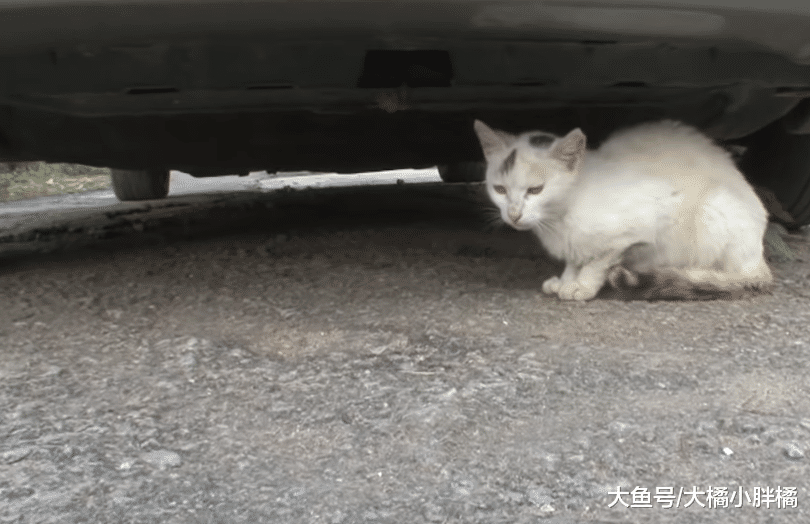 猫妈对孩子不闻不问，流浪猫“偷来”自己照顾，知道缘由后很心疼