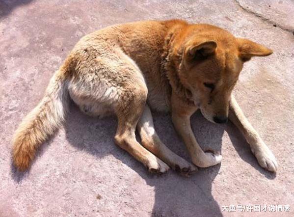 铲屎官陪家中老狗玩了一天，隔日却传来它去世的消息，瞬间泪奔