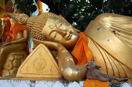 画面有点污，泰国一只奶牛猫，逮住寺院住持，狂吸他的奶！