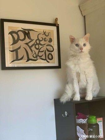 喵每天尿尿都同个形状中途妈看懂后被暖哭：这是它说谢谢的方式