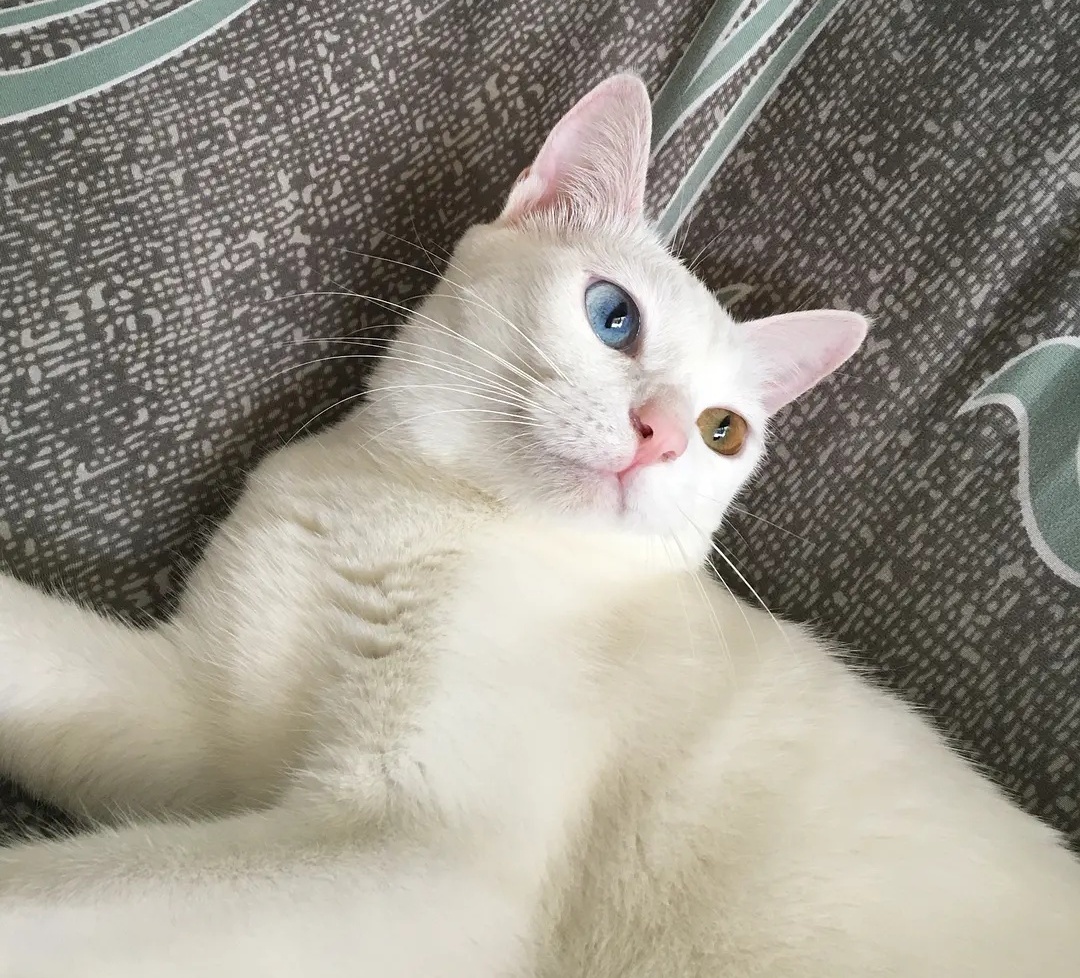 猫主子向你示爱的4个行为，你曾遇到过吗？