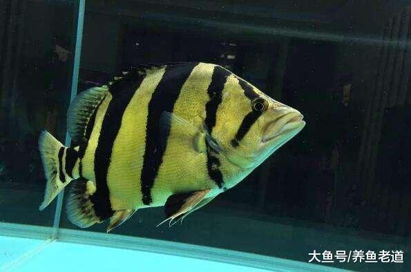 飼養的觀賞魚遇到了開缸綜合癥，我們應該怎么調理？