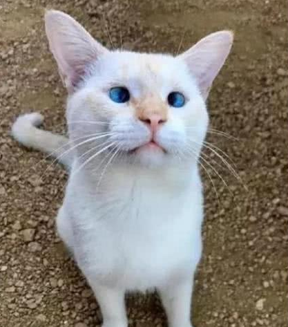 路遇一只流浪猫, 给摸给喂很乖巧, 结果一抬头网友笑喷: 斗鸡眼?