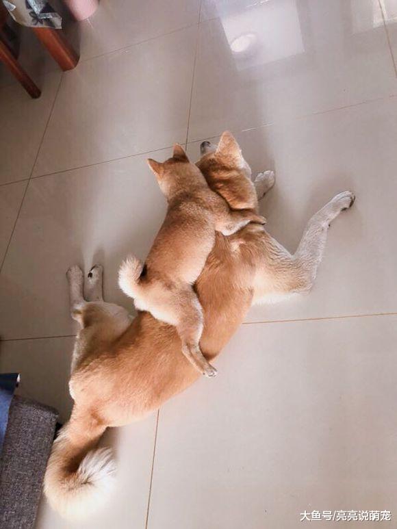 本以柴犬能很乖的在家看门，没想到它们只知道玩儿！