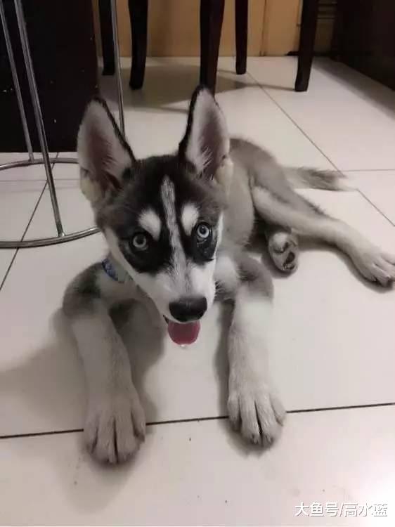 二哈趁女主不在偷吃朝天椒，女子看后忍不住笑了：把自己辣哭了～