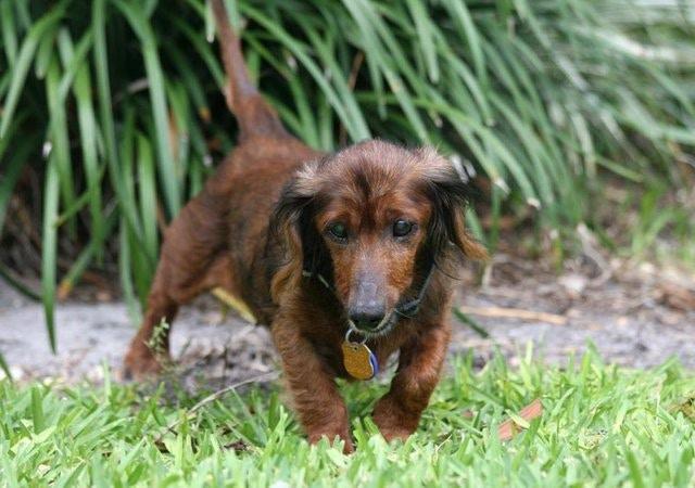 年龄只是一个数字，十九岁高龄狗狗不服老