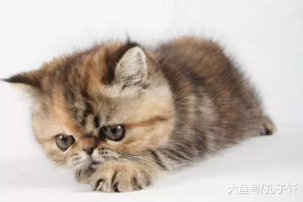 为何猫喜欢和你睡？5大原因令人感动，不要再把“主子” 推开了