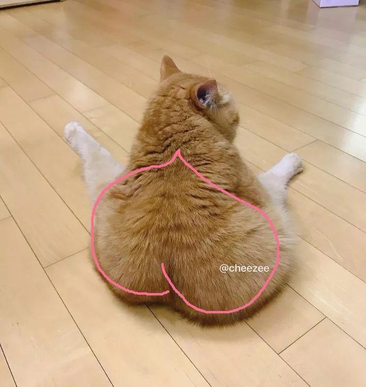 猫, 也是有蜜桃臀的!