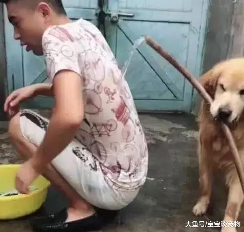 主人洗了自己的小被子，无法睡觉的金毛决定报复，表情笑翻了