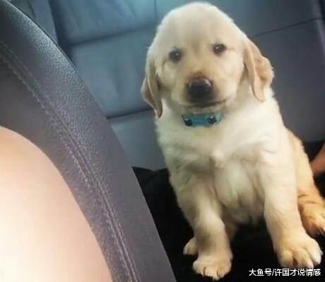 主人和女朋友出去玩，把金毛放置后座，小家伙吃醋的表情戏太足了