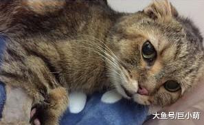 病危猫咪回光返照跳出氧气箱，只为看主人最后一眼，这才愿意离去