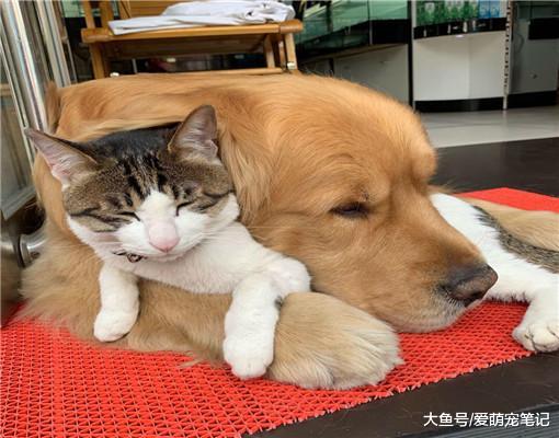 金毛捡了只狸花猫，每天过着“没羞没臊”的生活，主人都快嫉妒了