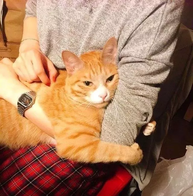 橘猫居然是一只披着猫皮的猪，它们的体型让人惊呆了！