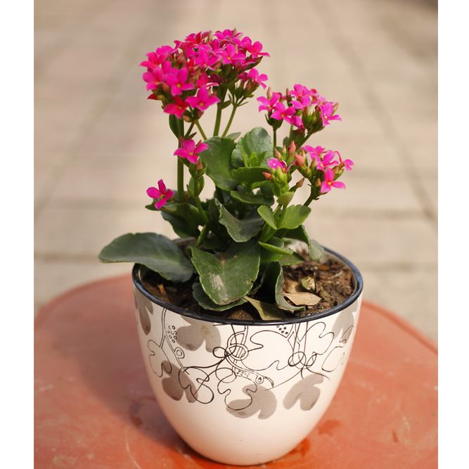 长寿花这种花的顶端生长很快，所以我们主要是针对这个修剪