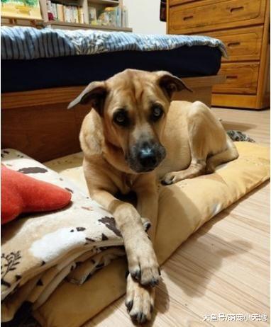 米克斯用瑜珈姿势仰天睡翻，超另类睡法让主人笑：这样也能睡？