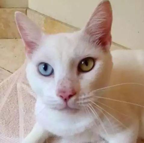 这只病重的猫咪曾被认为已经失明, 但它康复睁眼后大家都被惊艳了