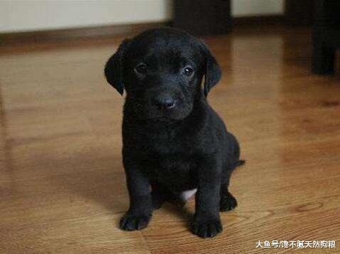 为什么大家都不太想养“黑狗”？这5点，不是人人都能接受！