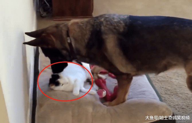 猫抢了德牧的床，结果被大哥“教育”，把人家当二哈了呢？