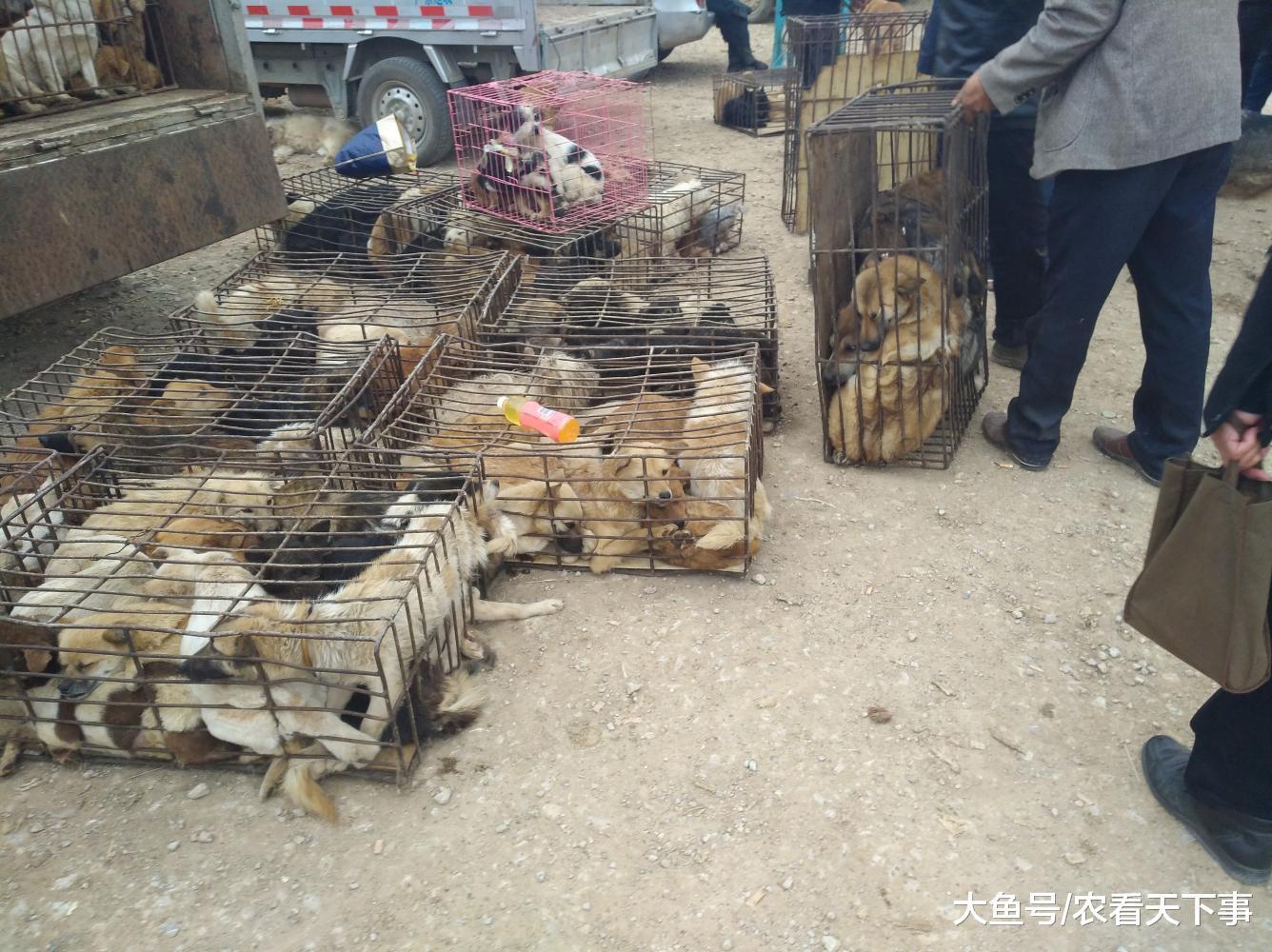 肉狗商贩生意太好, 肉狗太多运不走, 原地800元一笼出售!