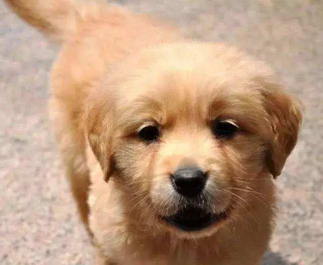 小金毛在外耍赖皮 主人叫来金毛妈妈后 金毛妈简单粗暴的拽着娃离开 太可爱了