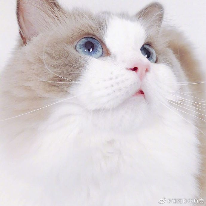 有的猫平时看起来怂怂的，一旦拽起来 ……